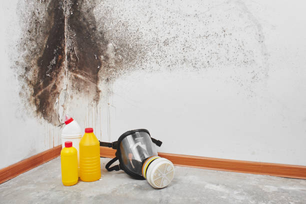 Mold Removal Process in Somersworth, NH