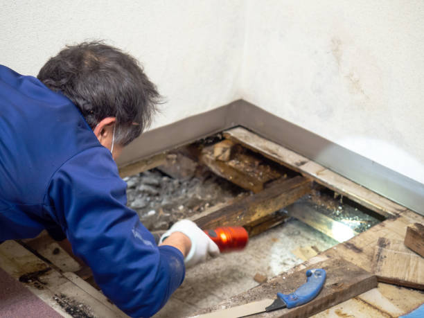 Best Mold Remediation  in Somersworth, NH