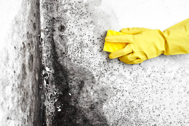 Best Commercial Mold Removal  in Somersworth, NH