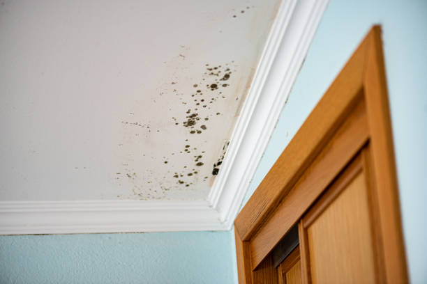 Best Best Mold Removal Companies  in Somersworth, NH