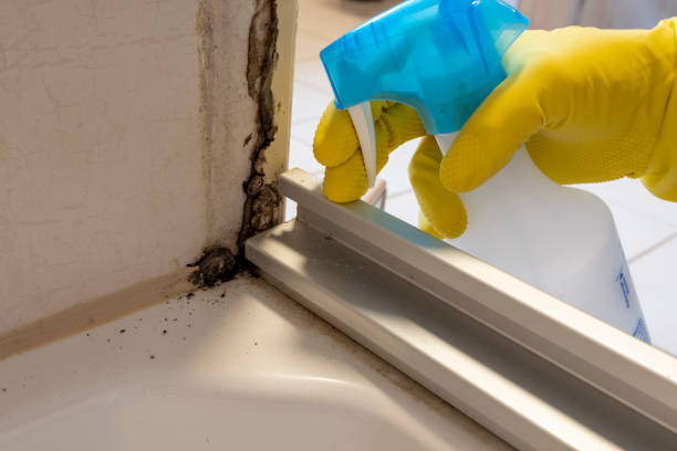 Best Mold Testing  in Somersworth, NH