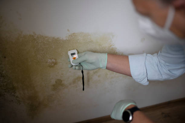 Best Professional Mold Removal  in Somersworth, NH
