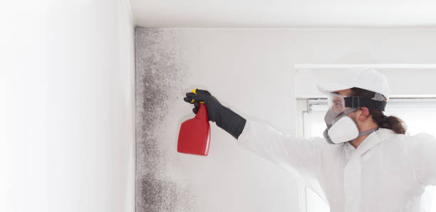 Best Mold Testing and Removal  in Somersworth, NH