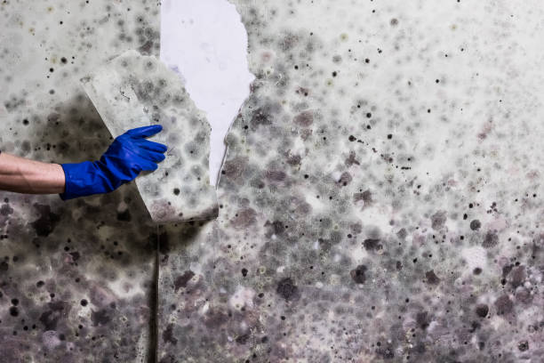 Best Same-Day Mold Removal  in Somersworth, NH