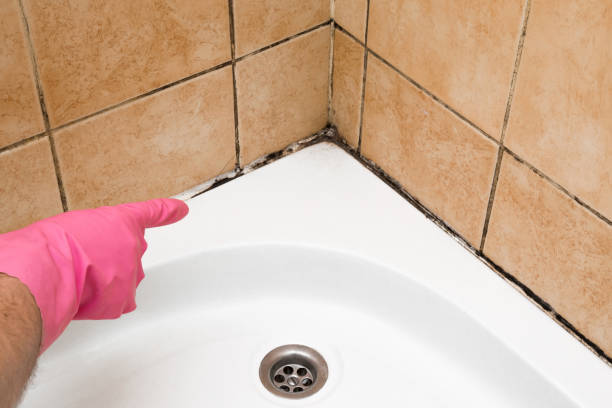 Mold Testing and Removal in Somersworth, NH